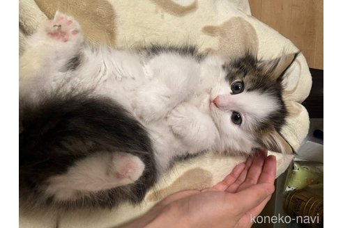 成約済の兵庫県のノルウェージャンフォレストキャット-111627の8枚目