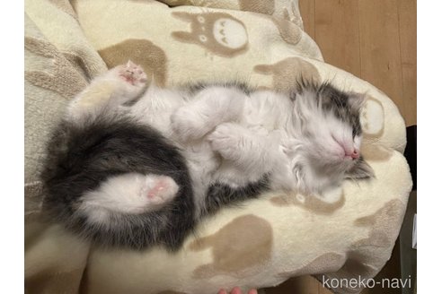 成約済の兵庫県のノルウェージャンフォレストキャット-111627の2枚目