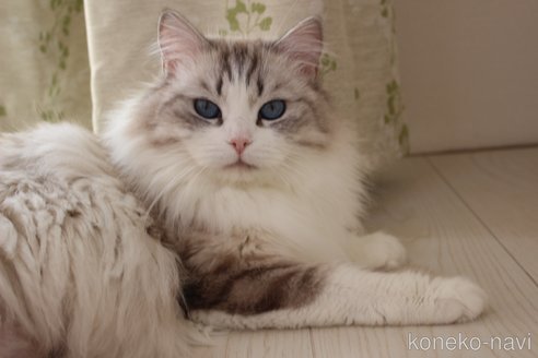 はなちゃん1枚目