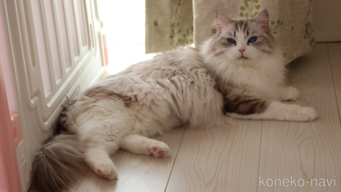 の山梨県の-