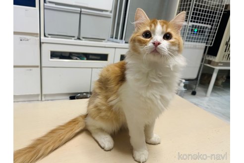 成約済の東京都のマンチカン-109534の1枚目