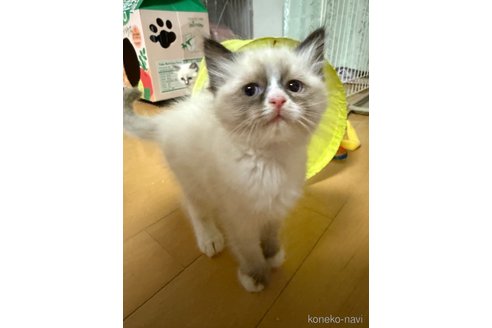 成約済の愛知県のラグドール-111640の5枚目