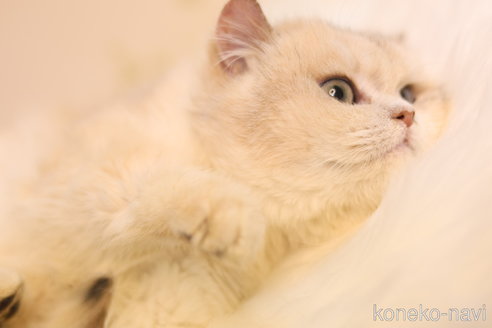 販売中の埼玉県のブリティッシュショートヘア-111643の4枚目