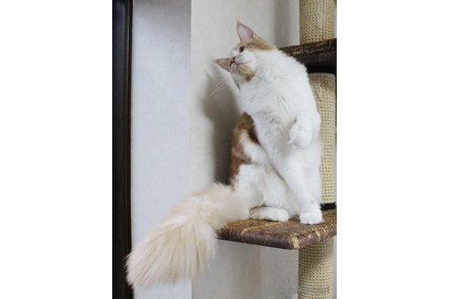 販売中の広島県のメインクーン-101315の4枚目