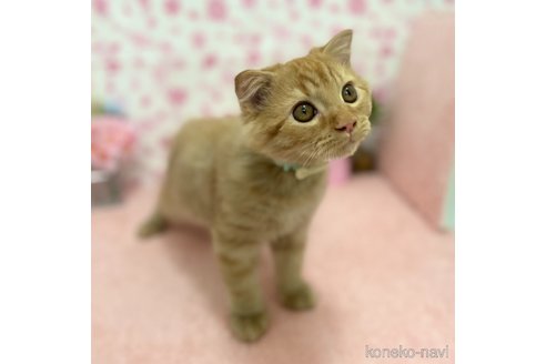 販売中の神奈川県のスコティッシュフォールド(折れ耳)-106391の4枚目