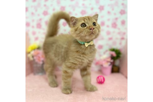 販売中の神奈川県のスコティッシュフォールド(折れ耳)-106391の3枚目