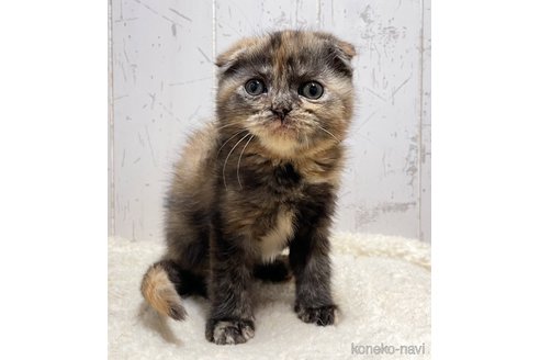 販売中の千葉県のスコティッシュフォールド-111656の9枚目