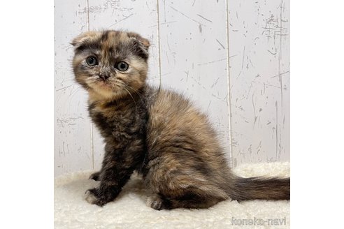 販売中の千葉県のスコティッシュフォールド-111656の5枚目