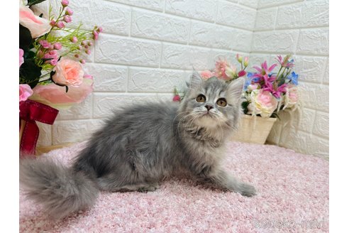 成約済の東京都のラガマフィン-110247の8枚目