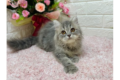 成約済の東京都のラガマフィン-110247の9枚目