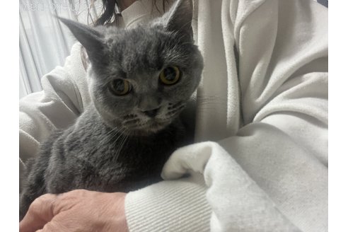販売中の埼玉県のブリティッシュショートヘア-97663の1枚目