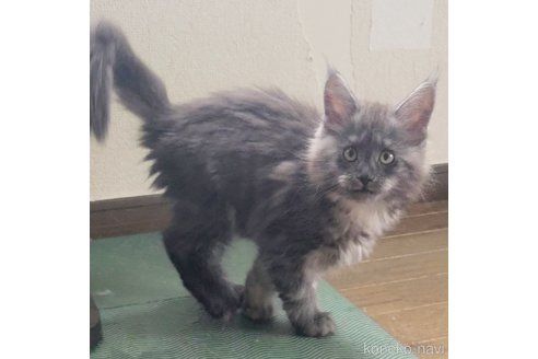 成約済の岡山県のメインクーン-107101の3枚目