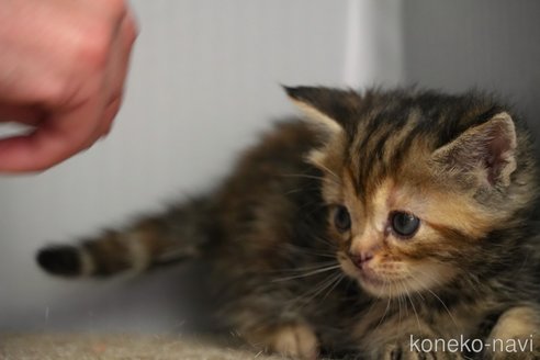 成約済の埼玉県のアメリカンショートヘア-110829の17枚目