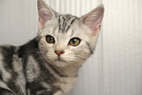 成約済の埼玉県のアメリカンショートヘア-102248の2枚目