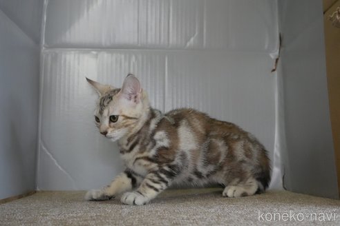 販売中の埼玉県のアメリカンショートヘア-106841の5枚目