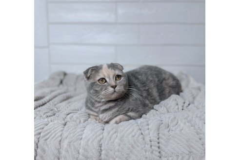 成約済の北海道のスコティッシュフォールド-108492の2枚目