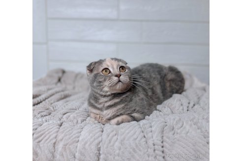 成約済の北海道のスコティッシュフォールド-108492の3枚目