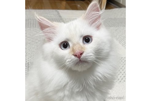 販売中の愛知県のミヌエット-104398の15枚目