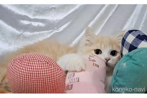 販売中の宮城県のセルカークレックス-103892の6枚目