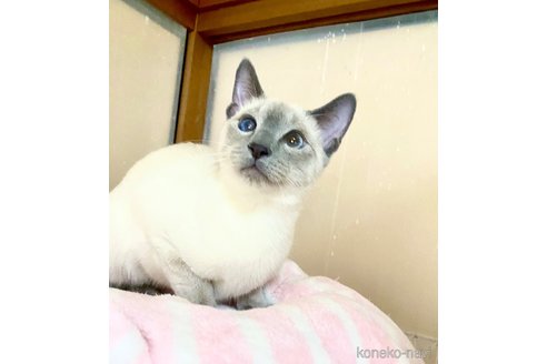 成約済の東京都のロシアンブルー-104822の19枚目