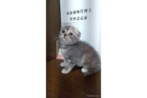 成約済の栃木県のスコティッシュフォールド-111663の2枚目