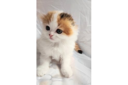 成約済の茨城県のスコティッシュフォールド-108820の2枚目