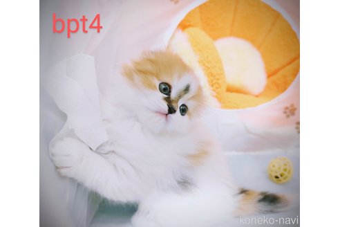 販売中の茨城県のスコティッシュフォールド-108819