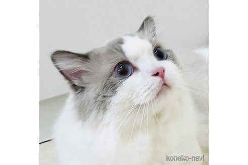 の福島県の-