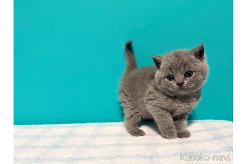 成約済の大阪府のブリティッシュショートヘア-111693の2枚目