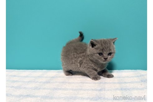 成約済の大阪府のブリティッシュショートヘア-111697の4枚目
