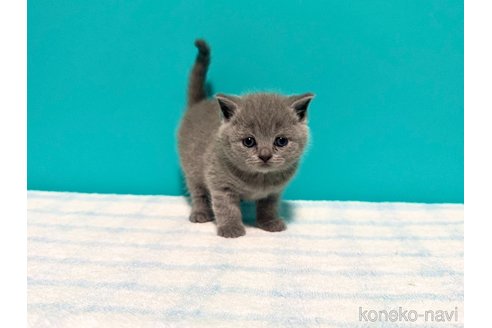 成約済の大阪府のブリティッシュショートヘア-111702の2枚目
