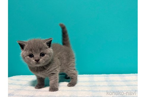成約済の大阪府のブリティッシュショートヘア-111702の3枚目