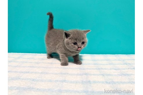 成約済の大阪府のブリティッシュショートヘア-111702の4枚目