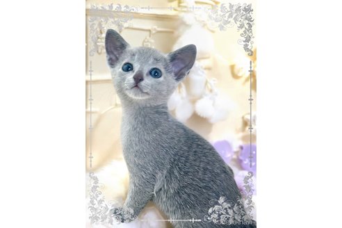 成約済の埼玉県のロシアンブルー-111703の3枚目