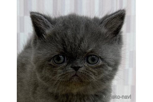 成約済ののエキゾチックショートヘア-111710