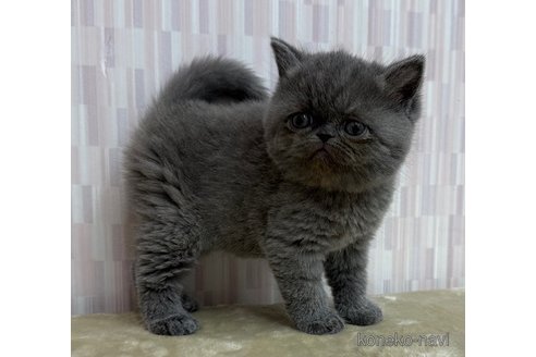 成約済の千葉県のエキゾチックショートヘア-111710の2枚目