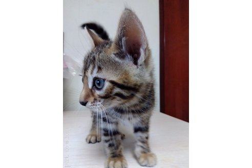 成約済の茨城県のベンガル-111721の3枚目
