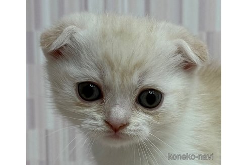 成約済ののスコティッシュフォールド(折れ耳)-111722