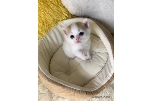 成約済の大阪府のスコティッシュフォールド-111727の2枚目