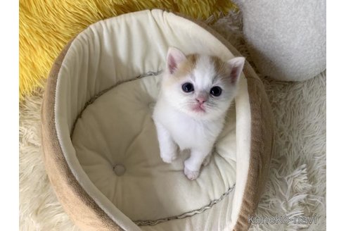 成約済の大阪府のスコティッシュフォールド-111727の3枚目