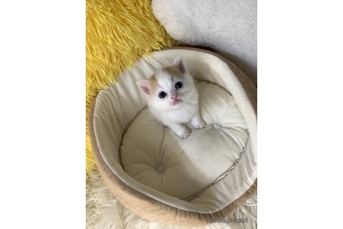 成約済の大阪府のスコティッシュフォールド-111727の4枚目