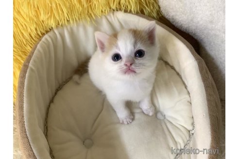 成約済の大阪府のスコティッシュフォールド-111727の5枚目