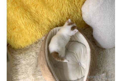 成約済の大阪府のスコティッシュフォールド-111727の6枚目