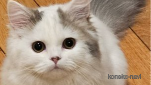 の群馬県の-