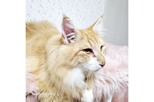 成約済の兵庫県のノルウェージャンフォレストキャット-110187の3枚目