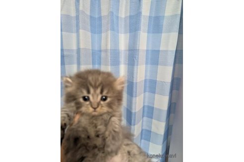 成約済の東京都のアメリカンカール-111742の1枚目