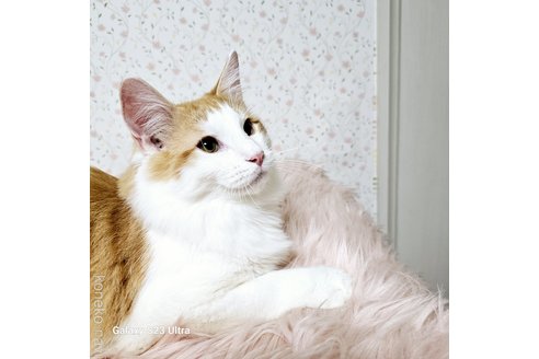 販売中の兵庫県のノルウェージャンフォレストキャット-103677の5枚目