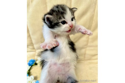 販売中の兵庫県のノルウェージャンフォレストキャット-111762の4枚目