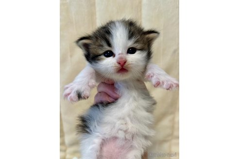 販売中の兵庫県のノルウェージャンフォレストキャット-111763の1枚目