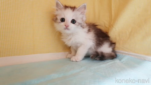 成約済の東京都のノルウェージャンフォレストキャット-111774の3枚目